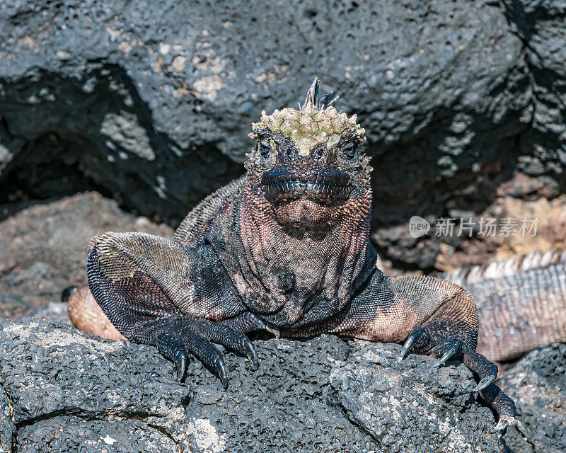 加拉帕戈斯海鬣蜥，Amblyrhynchus cristatus mertensi;埃加斯港，詹姆斯岛，圣地亚哥岛，圣地亚哥岛，加拉帕戈斯群岛国家公园，厄瓜多尔